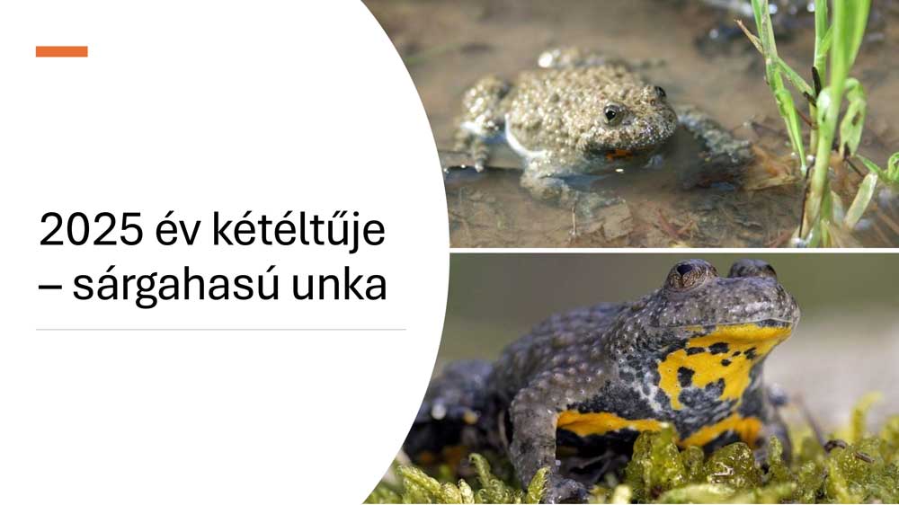 Allatbarat bolcsode 4